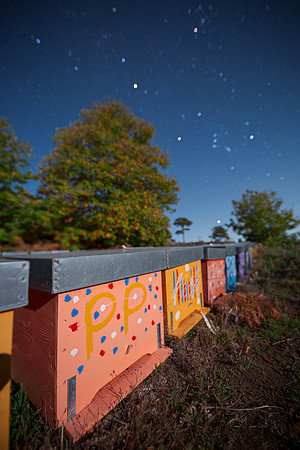 Beehives Under The Stars