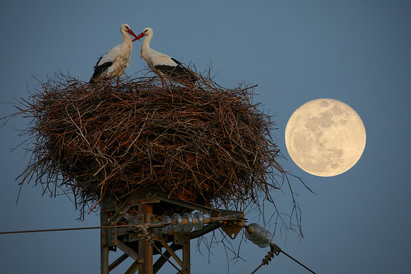 The Storks Kiss Under The Moon
