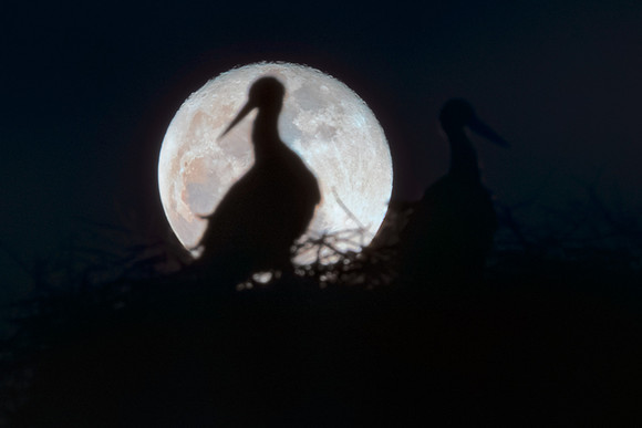 Moonlight Storks