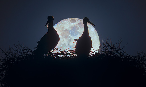 The Stork Moon 1