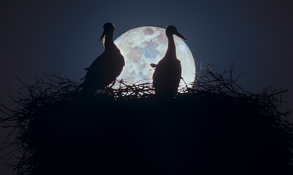 The Stork Moon 2