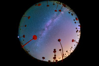 The Milky Way Among the Wild Onions Flowers