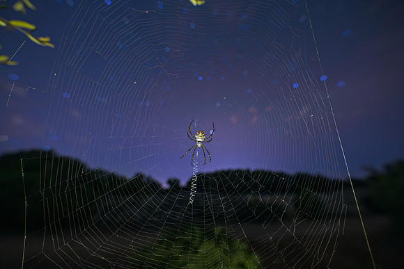 The Spider Woman and The Hopi Legend