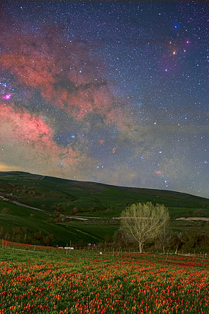 Galactic Center Above The Blufi's Wild Tulips Field - Sicily
