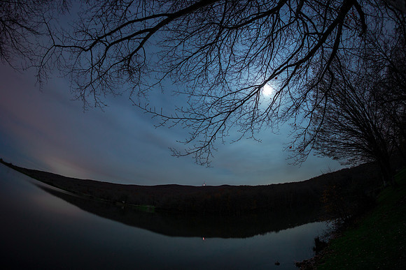 A Weave Of Interweaving Slender Branches By The Moon Light