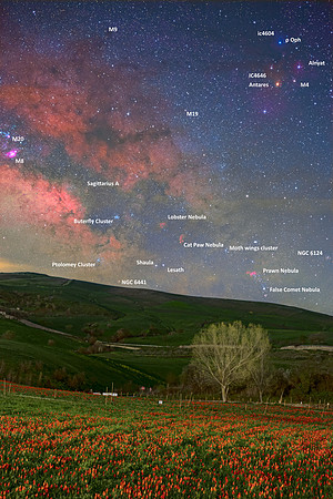 Galactic Center Above The Blufi's Wild Tulips Field - Sicily Caption