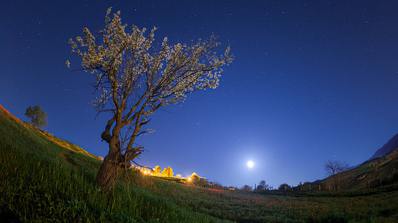 A Blooming Almond Tree In The Moonlight - Blufi