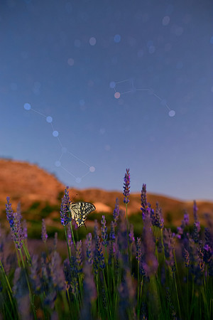 In a Lavender Field As A Butterfly Under The Stars