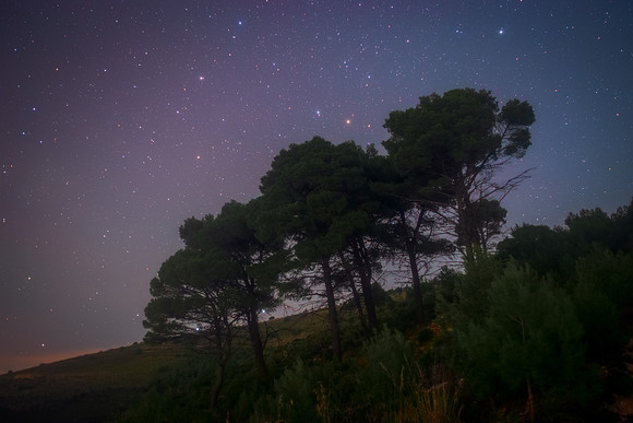 Ursa Minor and Mediterranean Pines on Monte Inici