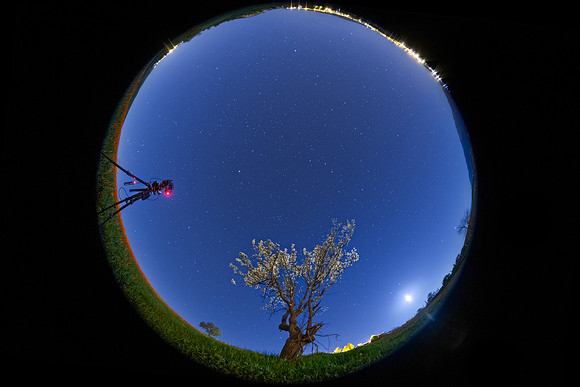 Spring Under the Moonlight