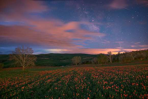 Cloudy Milky Way Above The Blufi's Wild Tulipes Field - Sicily