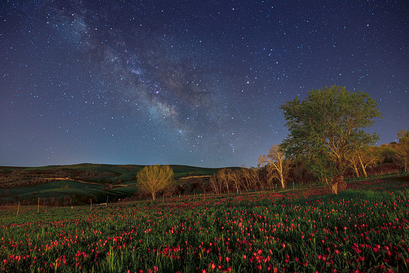 Milky Way and Tulips