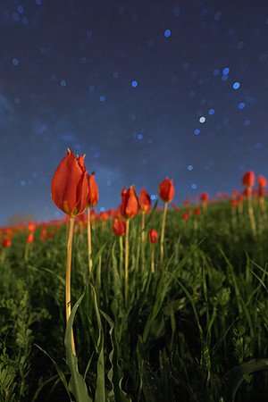 Red Tulips Among The Stars - Blufi Sicily